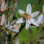 Asphodelus aestivus Квітка