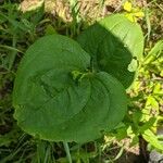 Smilax tamnoides Blatt