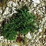 Euphorbia seguieriana Hábito