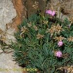 Dianthus rupicola Staniste