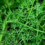 Lomatium grayi Hoja