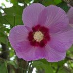 Hibiscus mutabilis ᱵᱟᱦᱟ