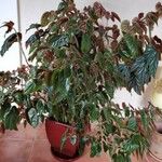 Begonia veitchii Habit