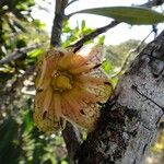 Strasburgeria robusta Flower