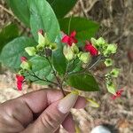 Clerodendrum umbellatum Flower