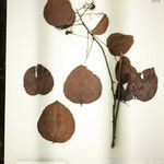 Pseudoconnarus macrophyllus Other