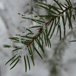 Picea abies পাতা