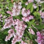 Deutzia scabra花