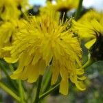 Sonchus canariensis Egyéb