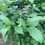 Cephalanthus occidentalis List