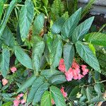 Begonia coccinea 花