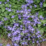 Campanula garganica Habitatea