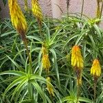 Aloe striatula Floare