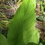 Curcuma aromatica Листок