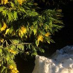 Calocedrus decurrens Leht