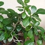 Gardenia taitensis Folha