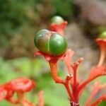 Clerodendrum buchananii Otro