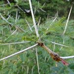 Acacia xanthophloea Кора