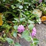 Lantana montevidensis Хабит