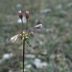 Allium oleraceum ফুল
