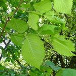 Ulmus laevis পাতা