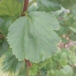 Greyia flanaganii Hoja