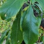 Aronia melanocarpa Folha