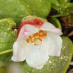 Gaultheria humifusa Flower