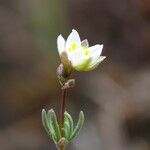 Spergula morisonii Floare