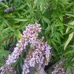 Vitex agnus-castusFlower