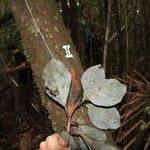 Beilschmiedia oreophila Hoja