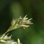 Agrostis stolonifera Fleur