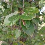 Quercus acutissima Fulla