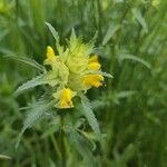 Rhinanthus major Flower