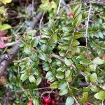 Cotoneaster horizontalis Levél