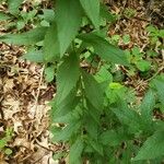 Oclemena acuminata List