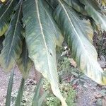 Meryta denhamii Hoja