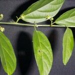 Ayenia aculeata その他の提案