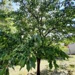 Prunus avium Vivejo
