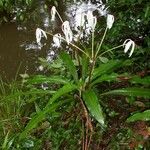 Crinum erubescens অভ্যাস