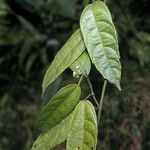 Dalechampia brevicolumna 叶