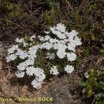 Iberis procumbens Natur