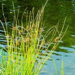Juncus effusus Celota