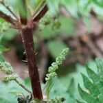 Urtica atrovirens Blomst