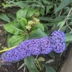 Buddleja japonicaফুল