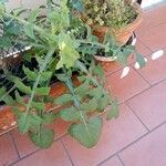 Sonchus oleraceus Leaf