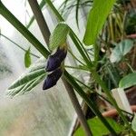Thunbergia battiscombei 花