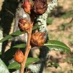 Ochna natalitia Fruit