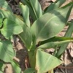 Limonium scoparium Leaf