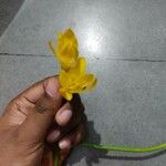 Zephyranthes citrina Kwiat